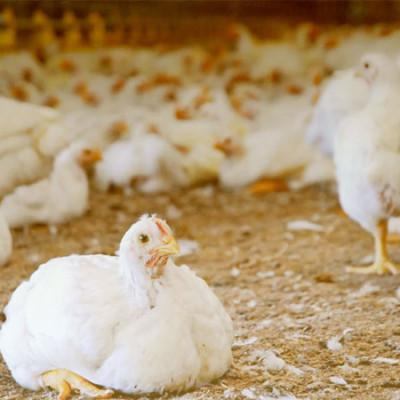 Broiler Chicken (ব্রয়লার মুরগি)