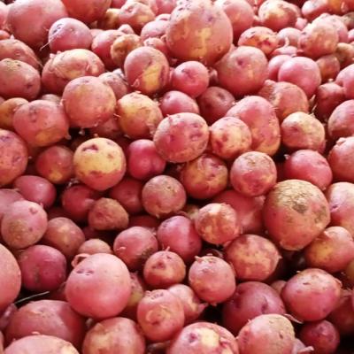 Hagrai Potato (হাগরাই আলু)
