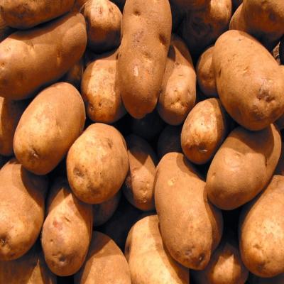 Dutch Potato (হলেন্ডার আলু)