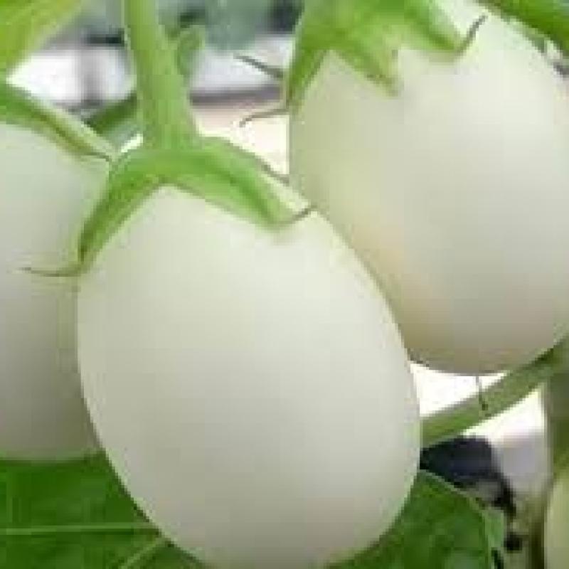 White Round Eggplant (সাদা গোল বেগুন)