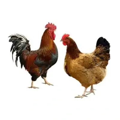 Pakistani Chicken (পাকিস্তানি মুরগি)