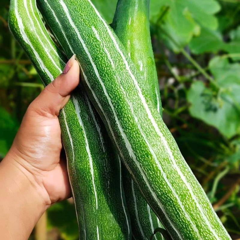 Snake Gourd (চিচিঙ্গা)
