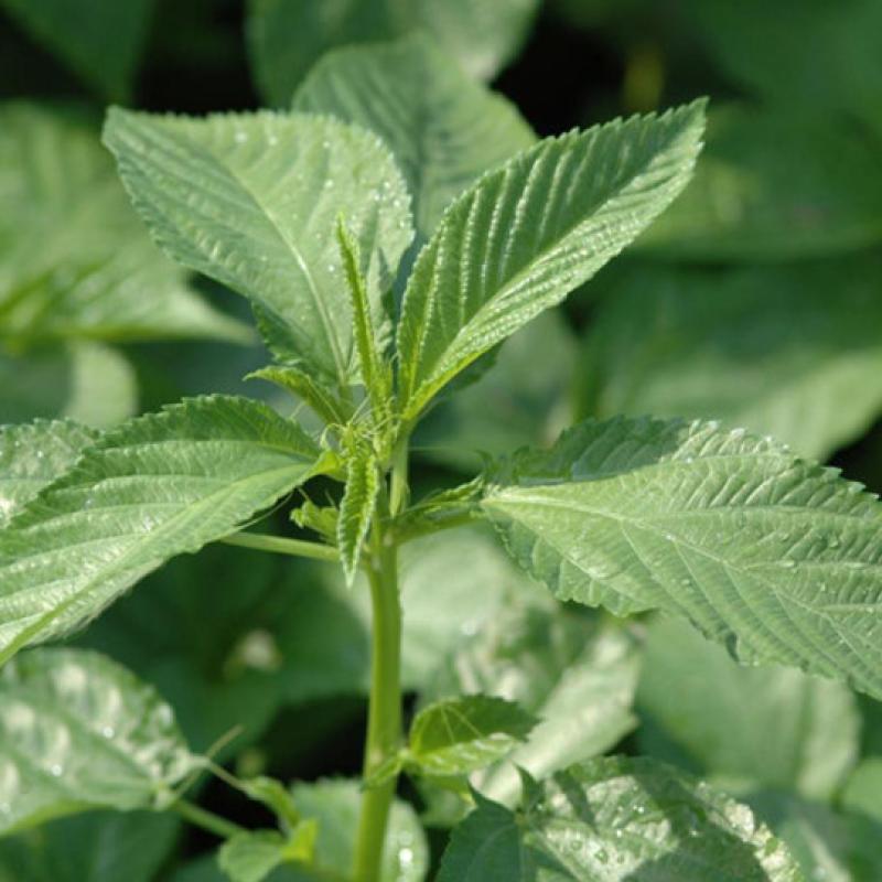 Jute Leaf (পাট শাক)