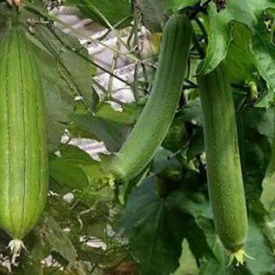 Green Banana Flower (কদর)