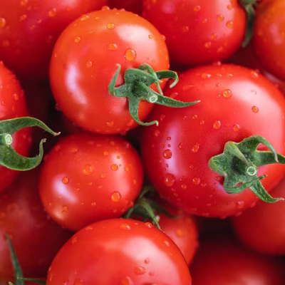 Tomato (টমেটো)